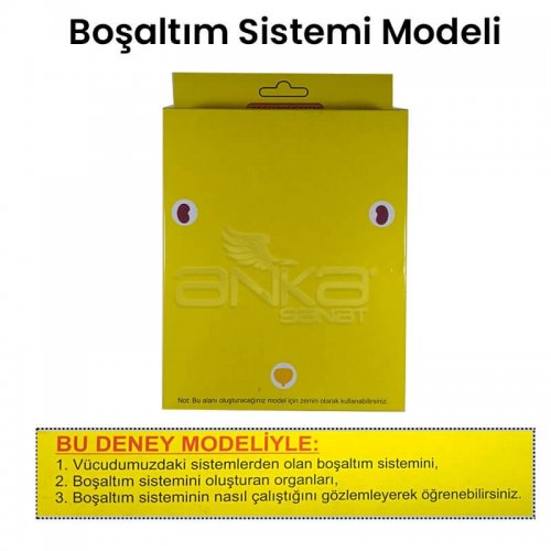 Boşaltım Sistemi Modeli