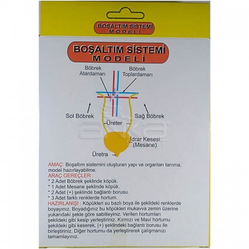 Boşaltım Sistemi Modeli