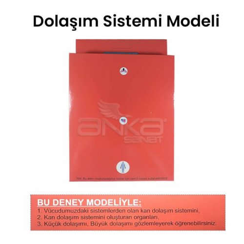 Dolaşım Sistemi Modeli