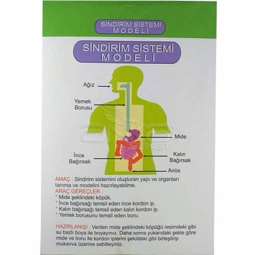 Sindirim Sistemi Modeli